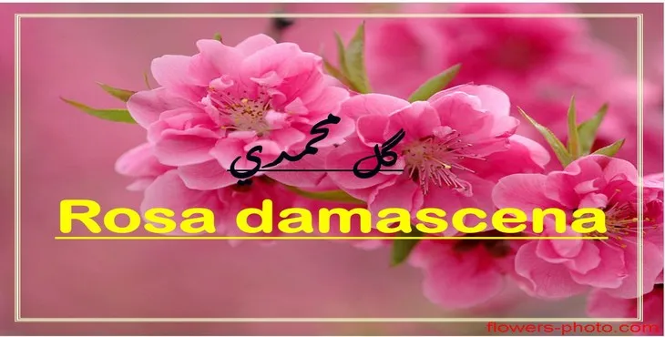 دانلود پاورپوینت گل محمدی