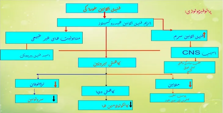 دانلود پاورپوینت فنیل کتونوری،گالاکتوزومی