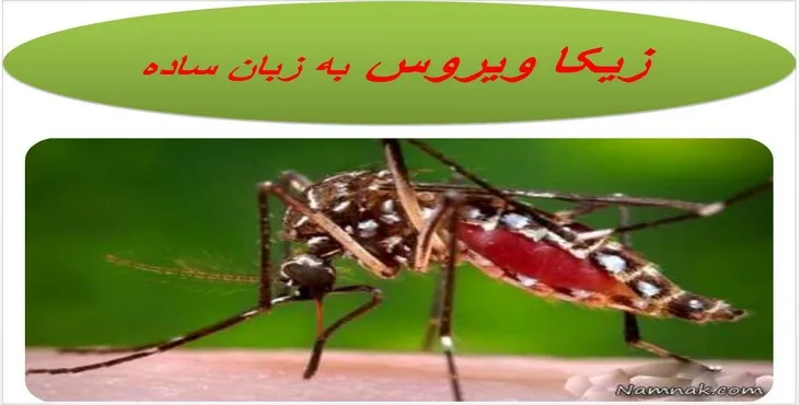 دانلود پاورپوینت زیکا ویروس به زبان ساده