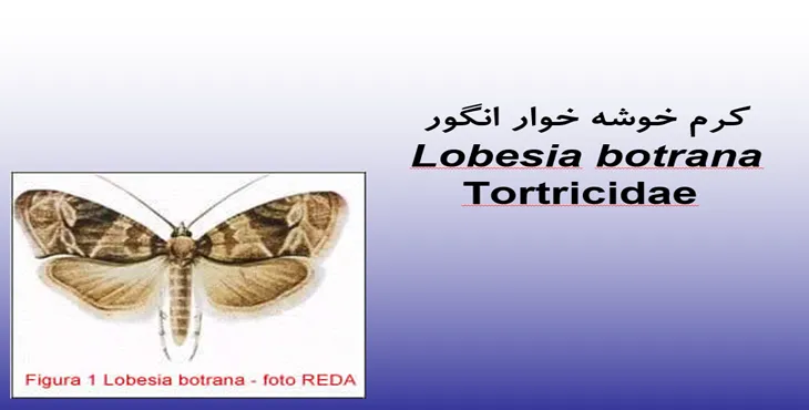 دانلود پاورپوینت آفات مهم انگور