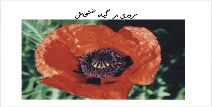 دانلود پاورپوینت مروری بر گیاه خشخاش