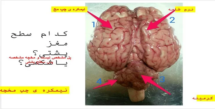 دانلود پاورپوینت تشریح مغز گوسفند
