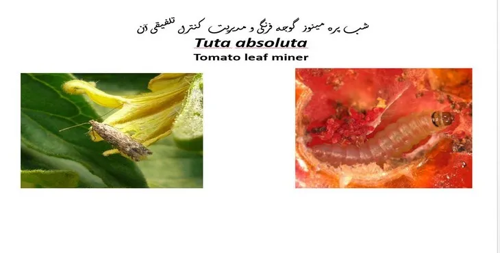 پاورپوینت شب پره مینوز گوجه فرنگی و مدیریت کنترل آن