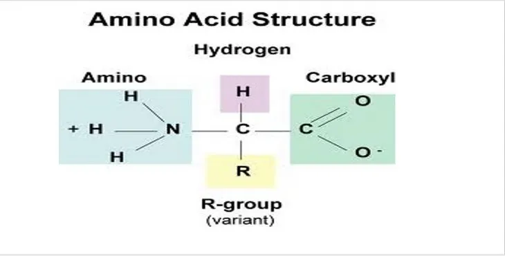 دانلود پاورپوینت ساختار اسیدهای آمینه و پروتئین