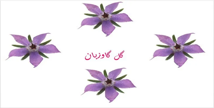 دانلود پاورپوینت گل گاوزبان