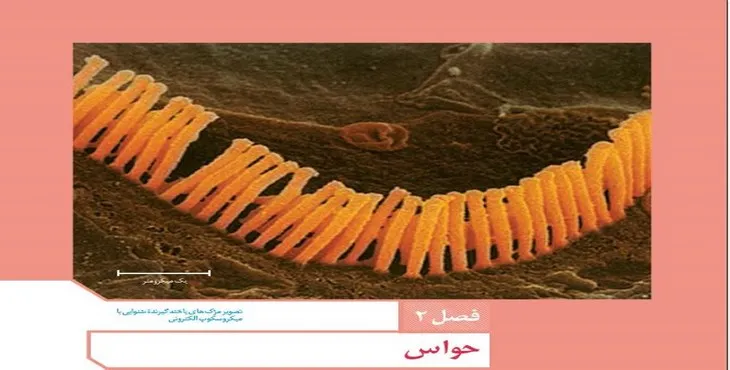 دانلود پاورپوینت گیرنده‌های حسی