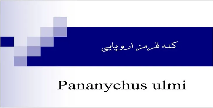 دانلود پاورپوینت کنه قرمز اروپایی