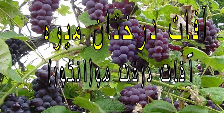 دانلود پاورپوینت آفات انگور 