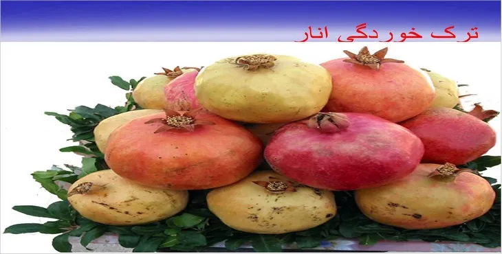 دانلود پاورپوینت ترک خوردگی انار