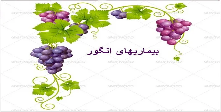 دانلود پاورپوینت بیماری‌‎های انگور و مرکبات