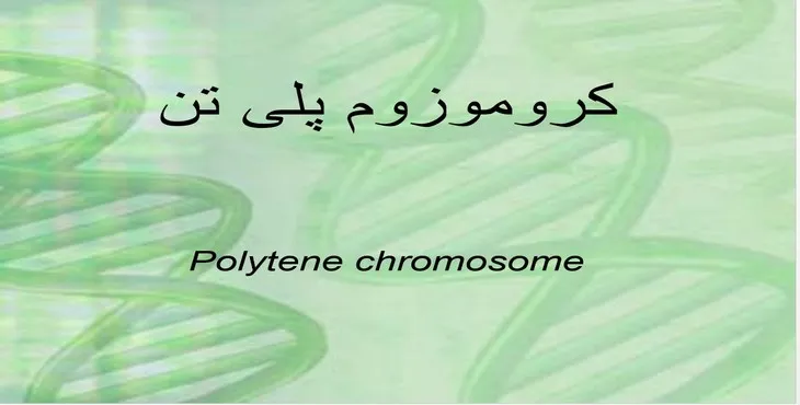 دانلود پاورپوینت کروموزوم پلی تن