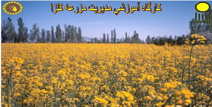 دانلود پاورپوینت كارگاه آموزشی مدیریت مزرعه كلزا