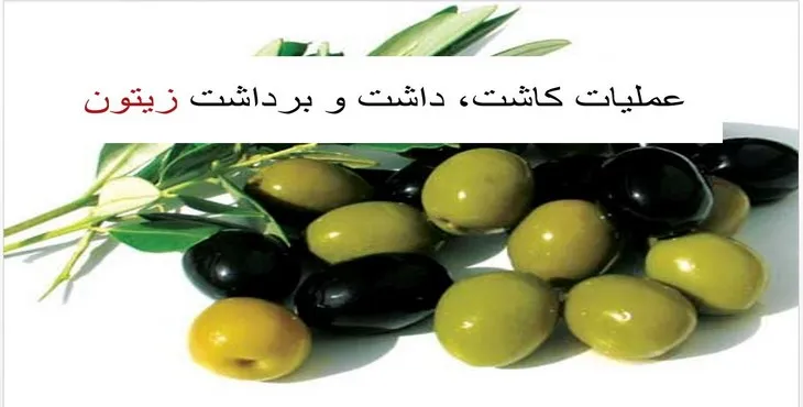 دانلود پاورپوینت عملیات کاشت، داشت و برداشت زیتون