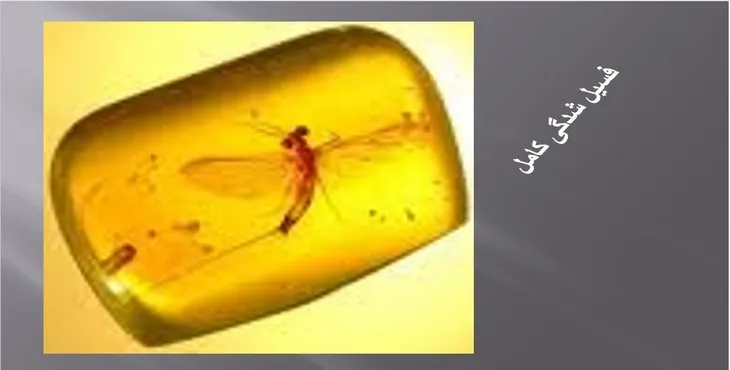 دانلود پاورپوینت فسیل شدگی کامل