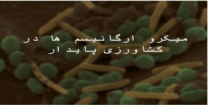 دانلود پاورپوینت میکروارگانیسم‌ها در کشاورزی پایدار