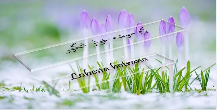 دانلود پاورپوینت کرم خوشه خوار انگور