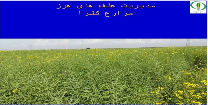 دانلود پاورپوینت مدیریت علفهای هرز مزارع کلزا