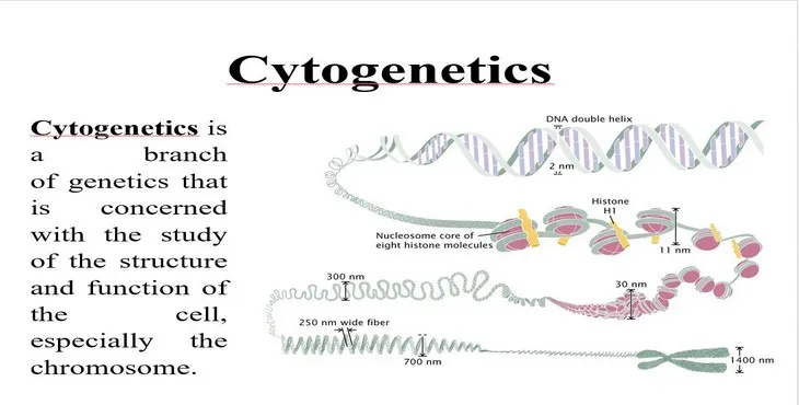 دانلود پاورپوینت سیتوژنتیک
