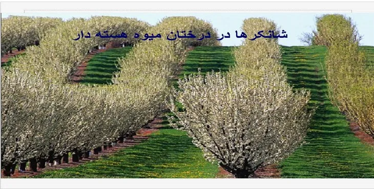 دانلود پاورپوینت شانکرها در درختان میوه هسته دار