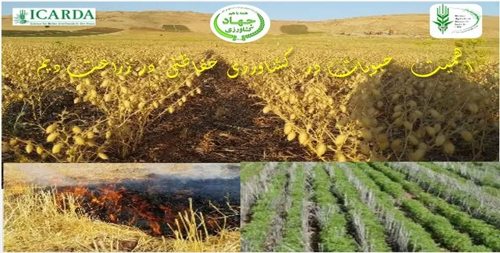 پاورپوینت اهمیت حبوبات در کشاورزی حفاظتی در زراعت دیم