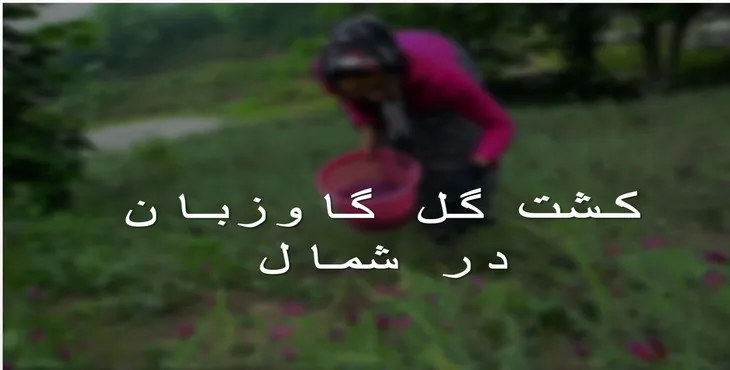 دانلود پاورپوینت كشت گل گاوزبان در شمال