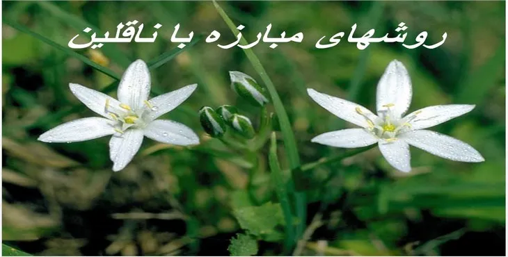 دانلود پاورپوینت روش‌های مبارزه با ناقلین