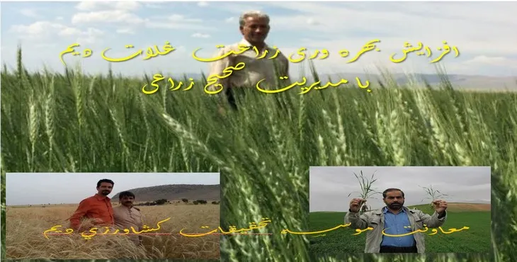پاورپوینت افزایش بهره وری زراعت غلات دیم با مدیریت صحیح زراعی